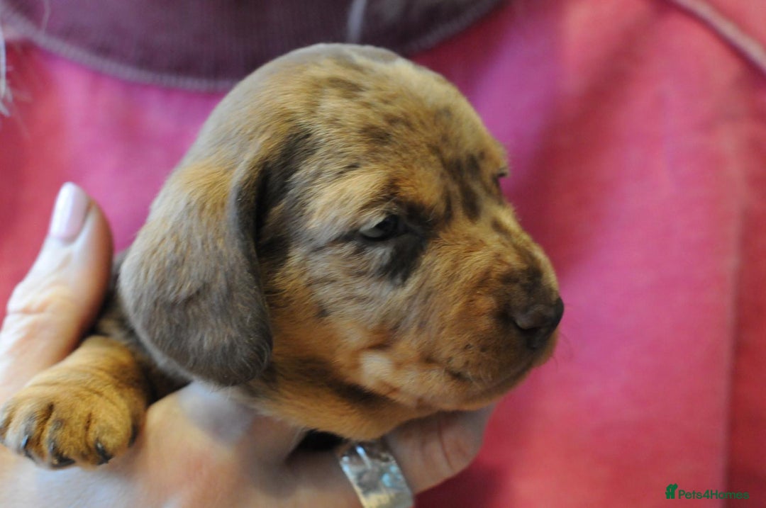 Miniature Dachshund dogs for sale: Beautiful Dappled Miniature Dachshund puppy - Advert 1