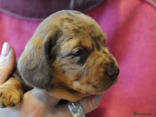 Miniature Dachshund dogs Beautiful Dappled Miniature Dachshund puppy - Advert 1