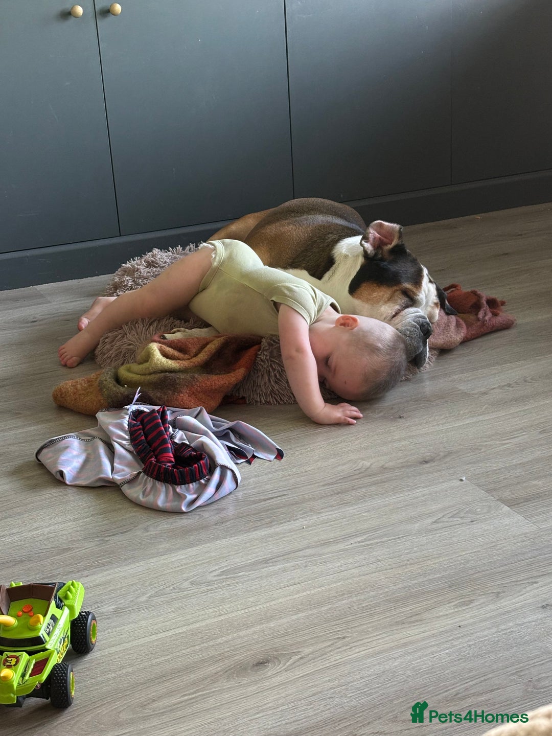 American Bulldog dogs for sale: american bulldog  - Image 16