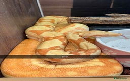 Snake reptiles for sale: Royal Python / Boa  - Image 25
