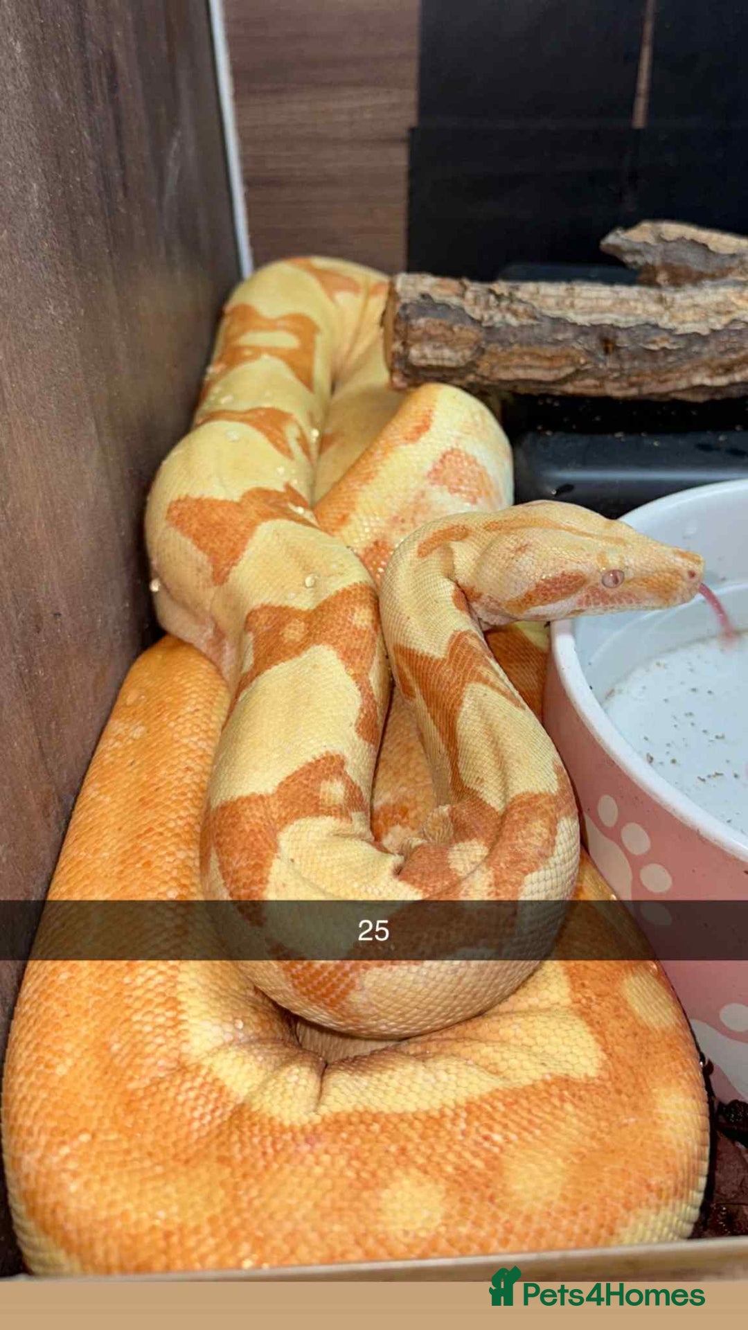 Snake reptiles for sale: Royal Python / Boa  - Image 25