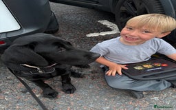 Labrador Retriever dogs for sale: Labrador retriever  - Image 8