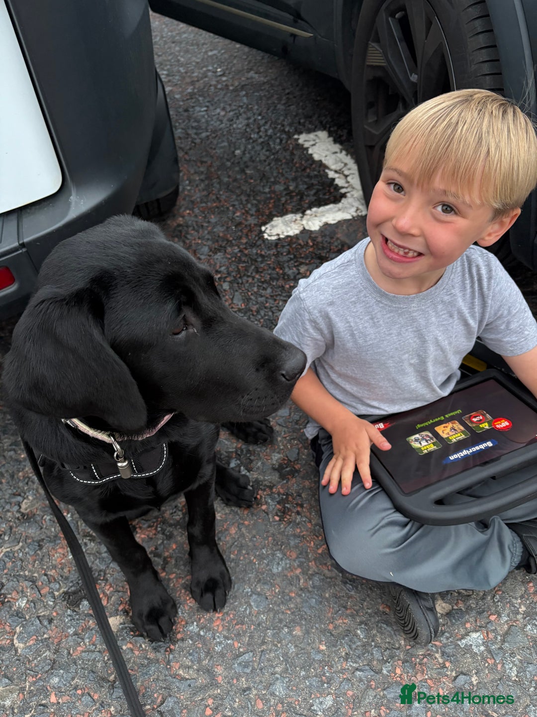 Labrador Retriever dogs for sale: Labrador retriever  - Image 8