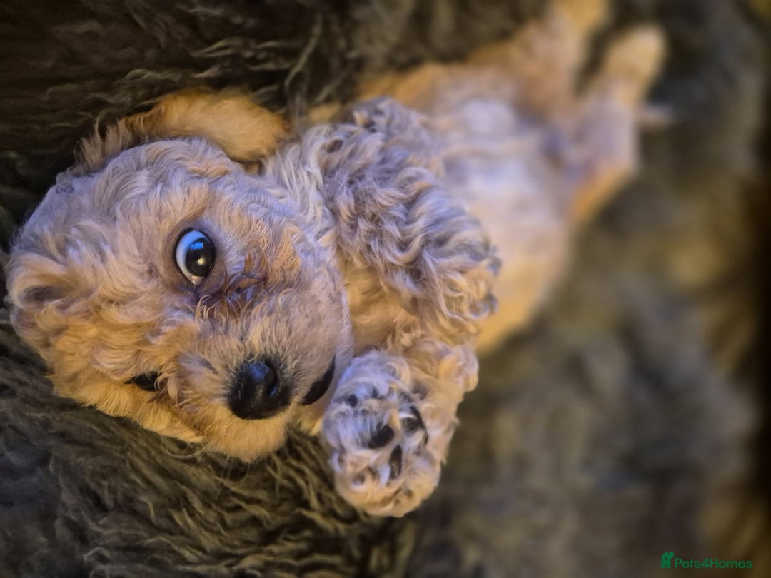 Mixed Breed dogs for sale: Mixed Breed PUppies - Advert 10