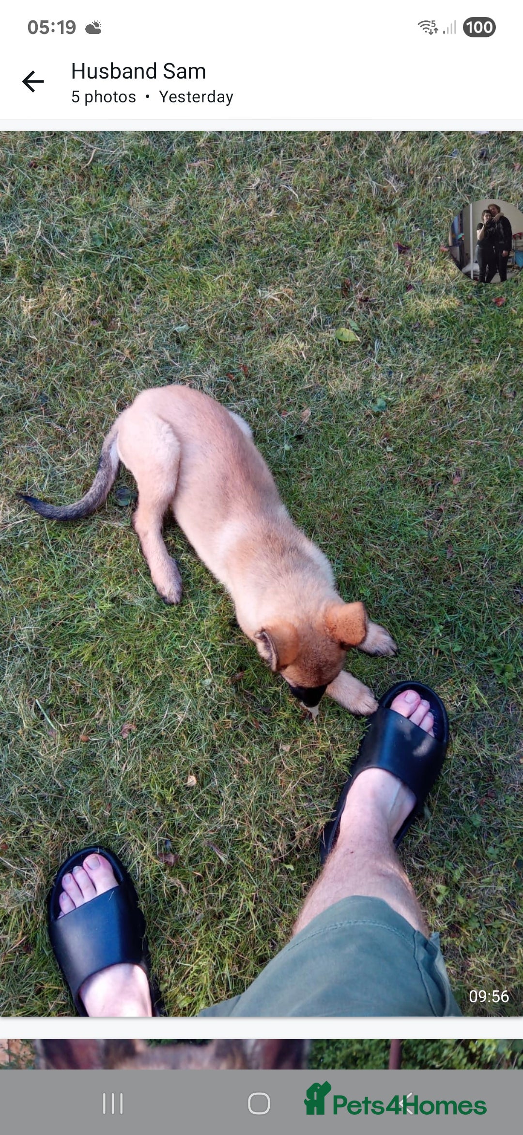 German Shepherd dogs for sale: 18week german shepard girl - Image 3