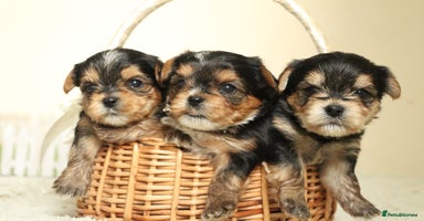 Yorkshire Terrier dogs - Advert 5