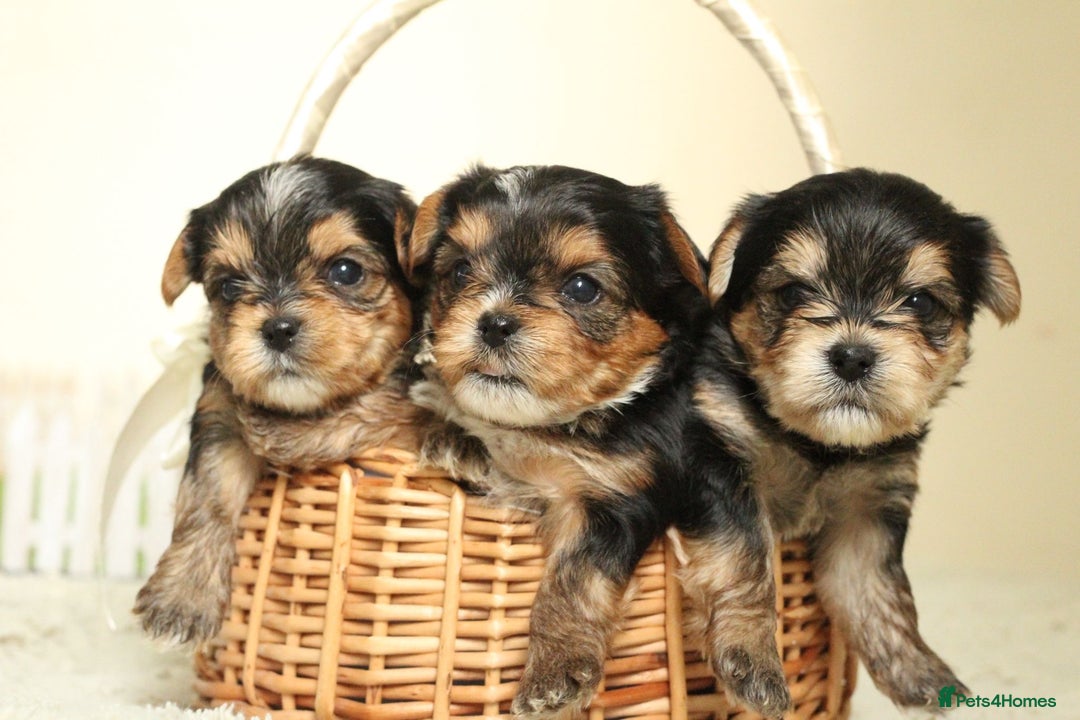 Yorkshire Terrier dogs for sale: Gorgeous Yorkshire puppies  - Image 2