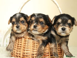 Yorkshire Terrier dogs - Advert 8