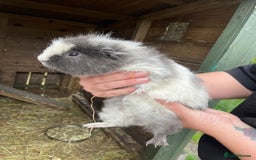 Guinea Pig rodents for sale: Guinea pigs  - Image 8