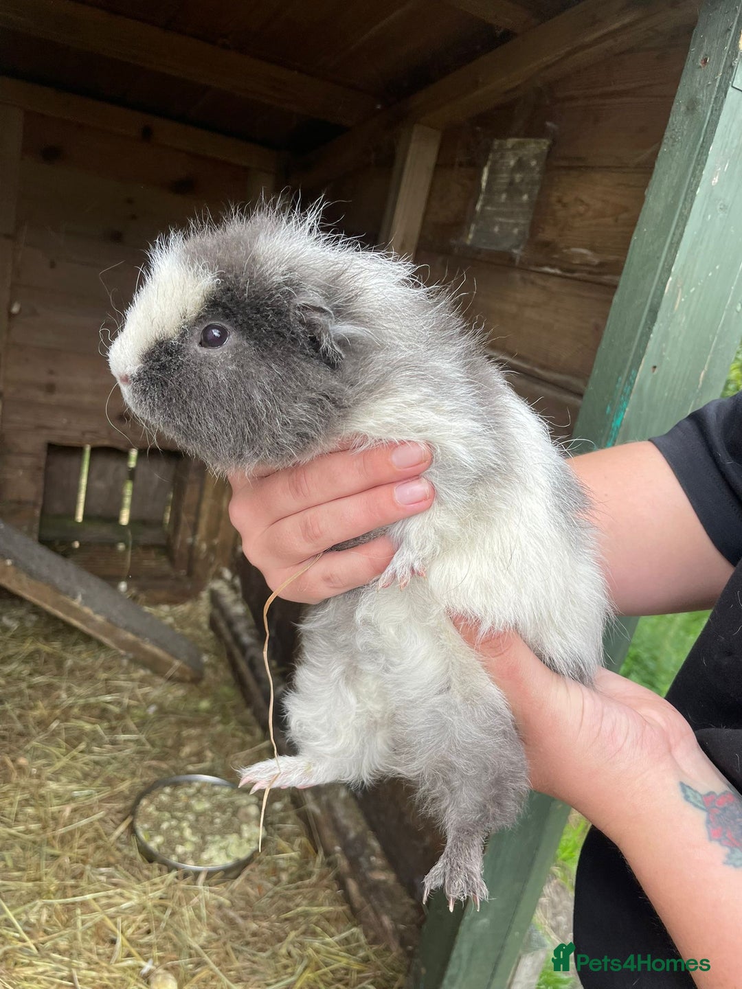 Guinea Pig rodents for sale: Guinea pigs  - Image 8