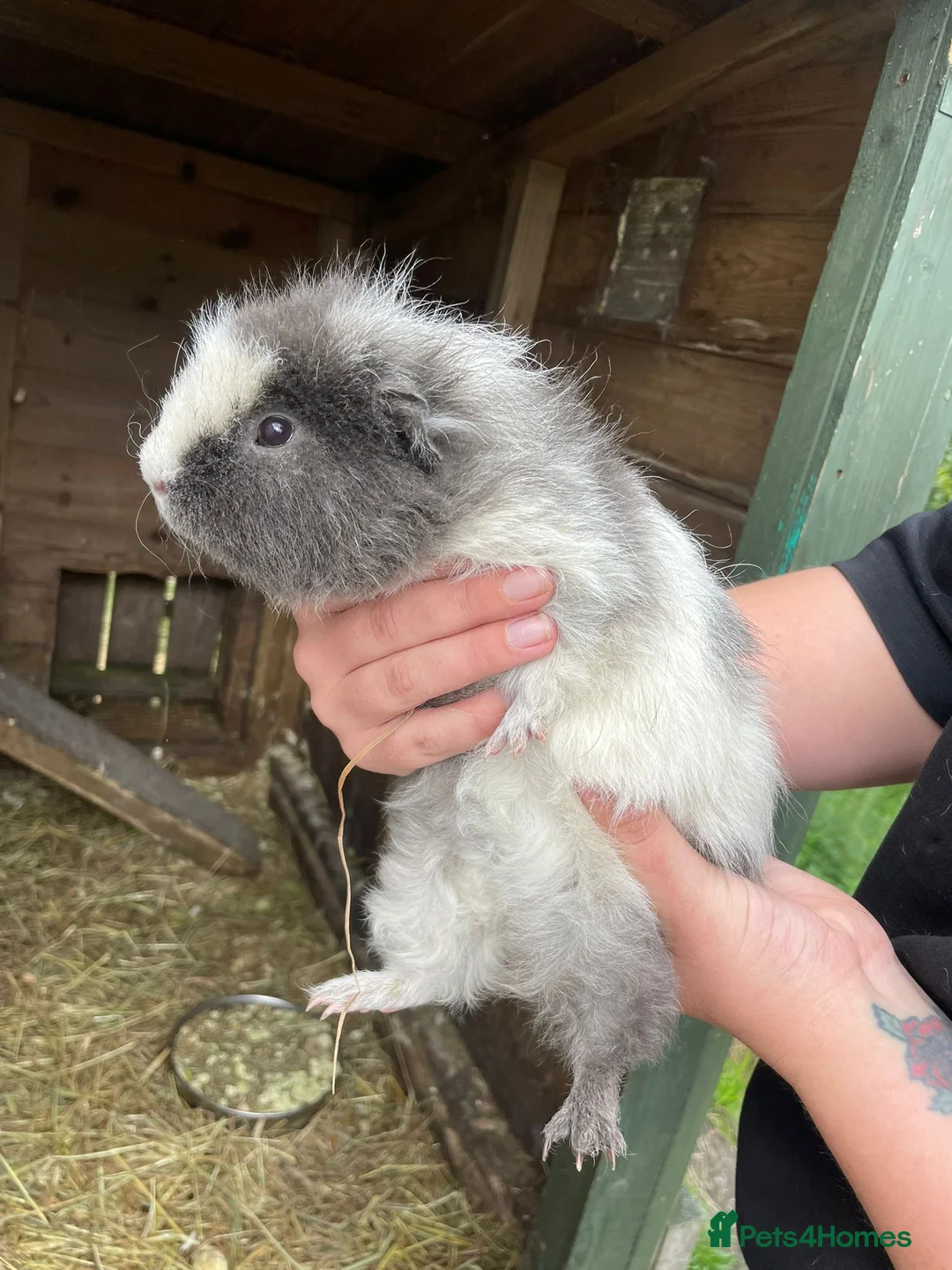 Guinea Pig rodents for sale: Guinea pigs  - Advert 2
