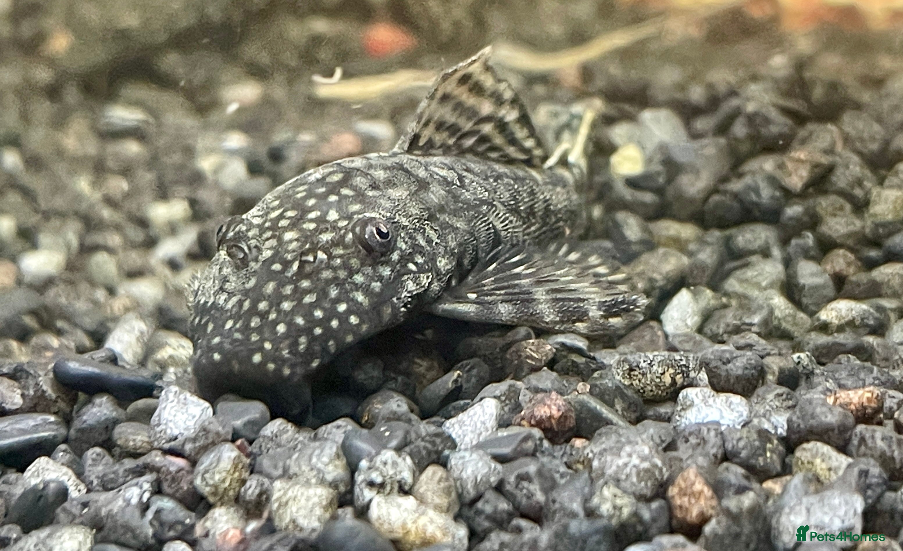 Plecos fish Bristlenose pleco - Advert 7