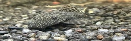 Plecos fish for sale: Bristlenose pleco - Advert 1