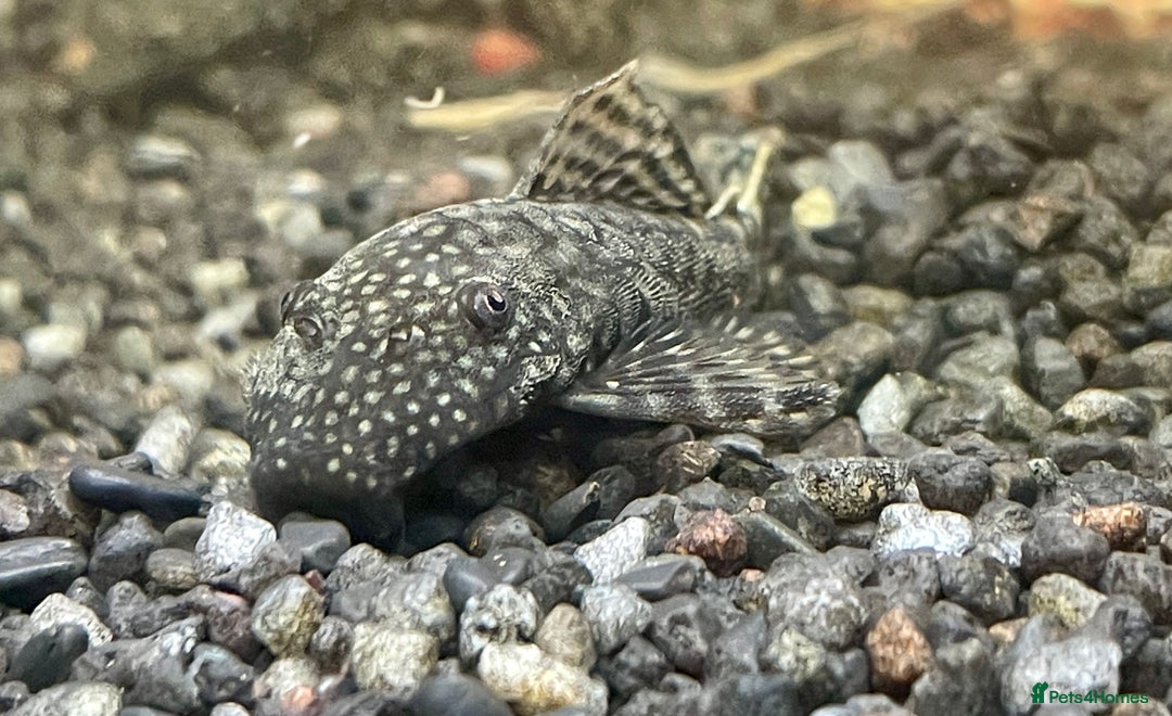 Plecos fish for sale: Bristlenose pleco - Advert 1