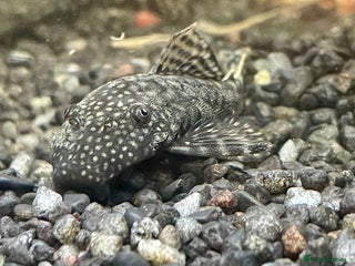 Plecos fish Bristlenose pleco - Advert 17