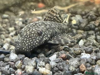 Plecos fish Bristlenose pleco - Advert 14