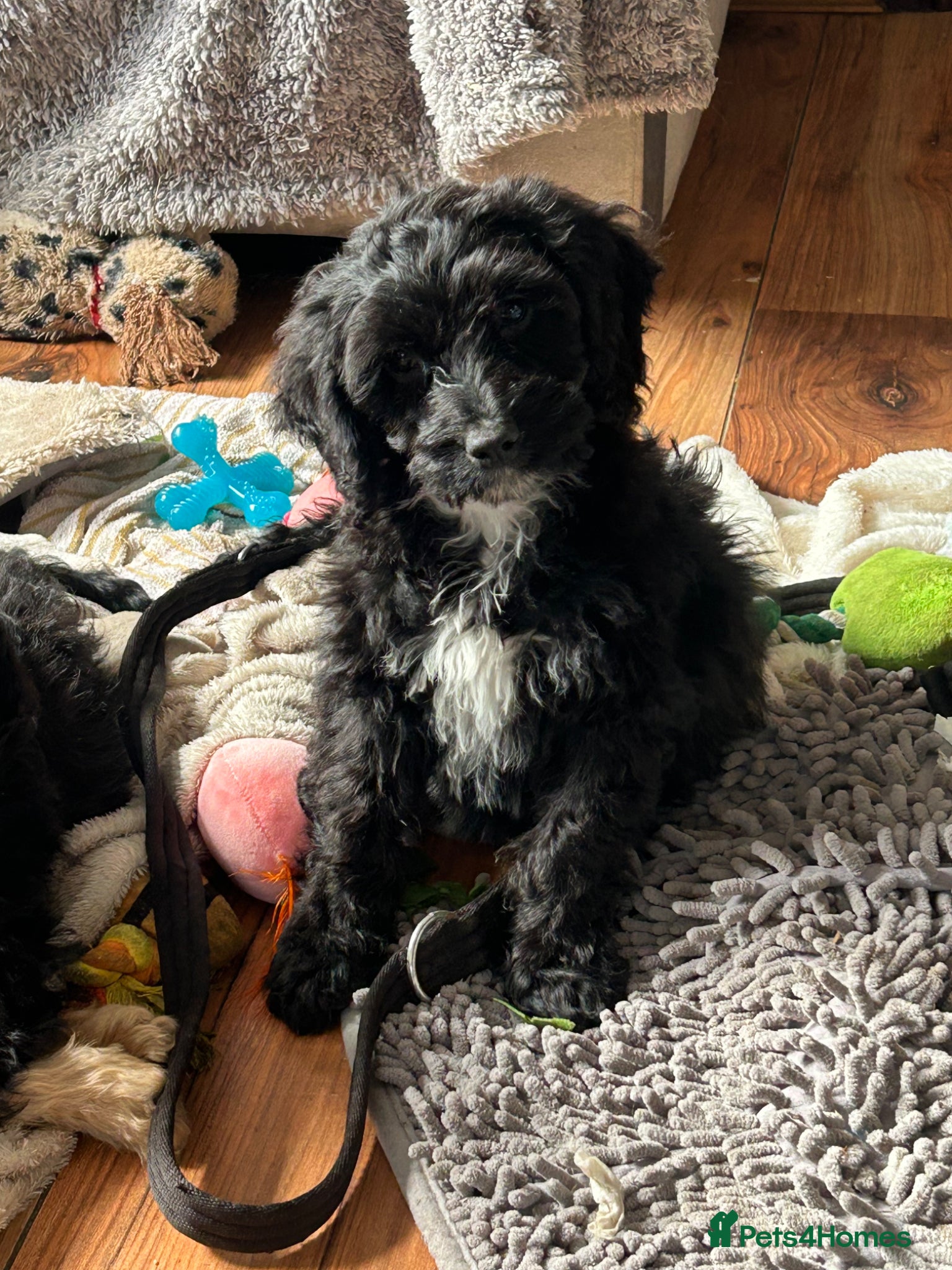 Cockapoo dogs Reduced one girl cockapoo - Advert 17