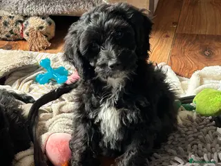 Cockapoo dogs Reduced one girl cockapoo - Advert 17