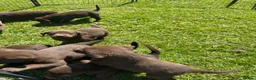 Labrador Retriever dogs for sale: KC chocolate Labrador puppies for sale - Advert 17