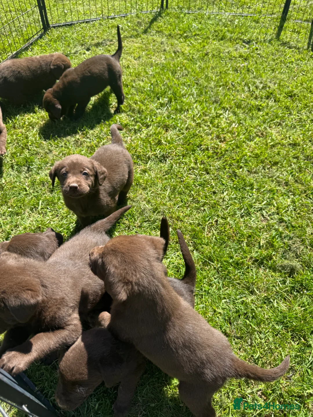 Labrador Retriever dogs for sale: KC chocolate Labrador puppies for sale - Advert 17