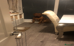 Dogue De Bordeaux dogs for stud: Proven KC Reg Dogue De Bordeaux in Newcastle upon Tyne - Image 11