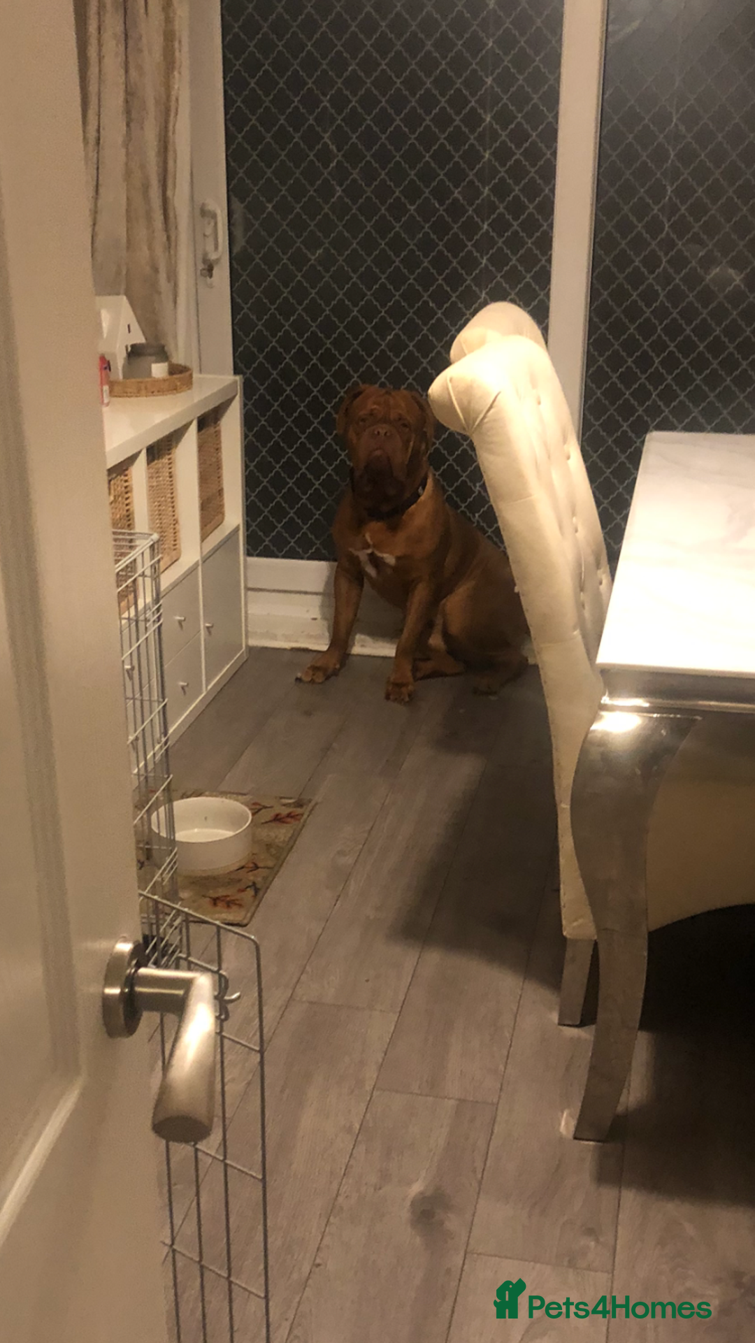 Dogue De Bordeaux dogs for stud: Proven KC Reg Dogue De Bordeaux in Newcastle upon Tyne - Image 11