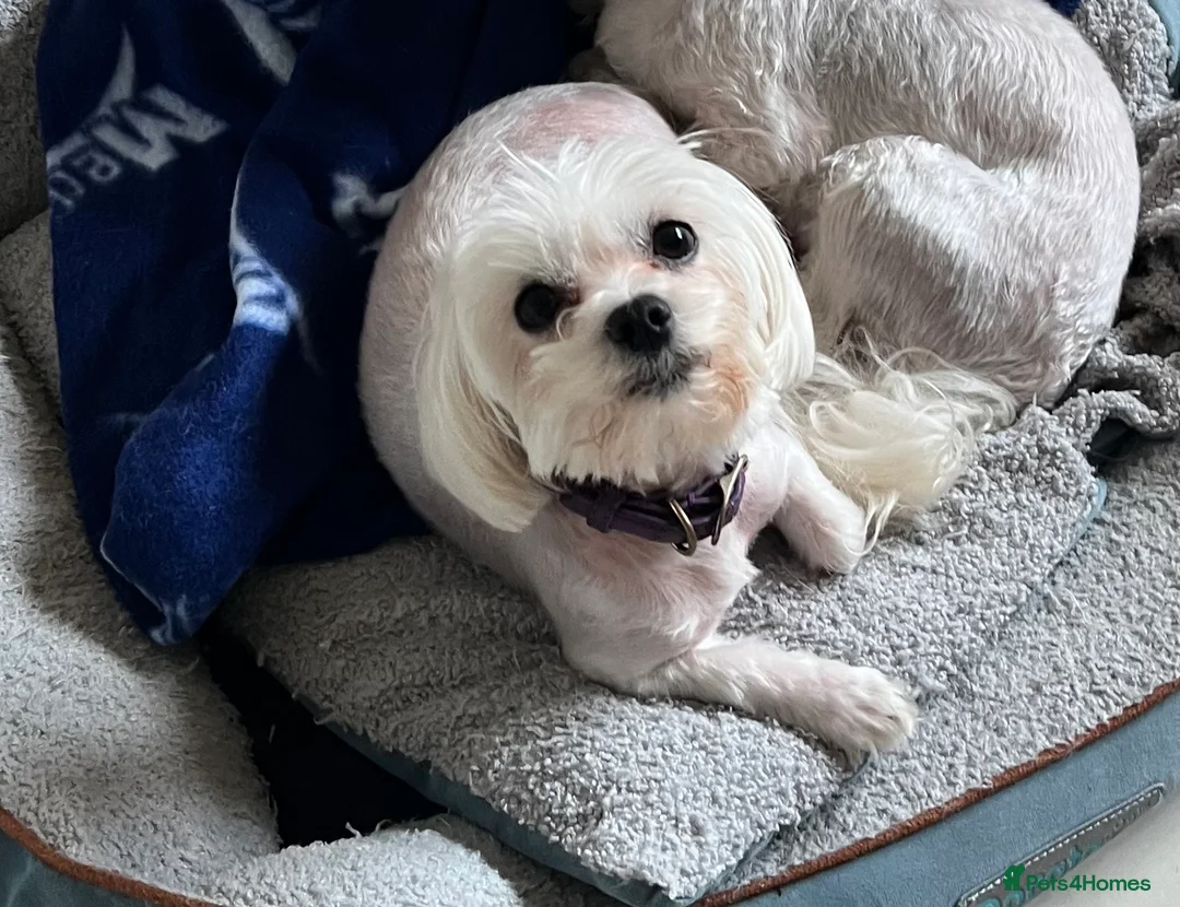 Maltese dogs for sale: Adult maltese - Advert 2