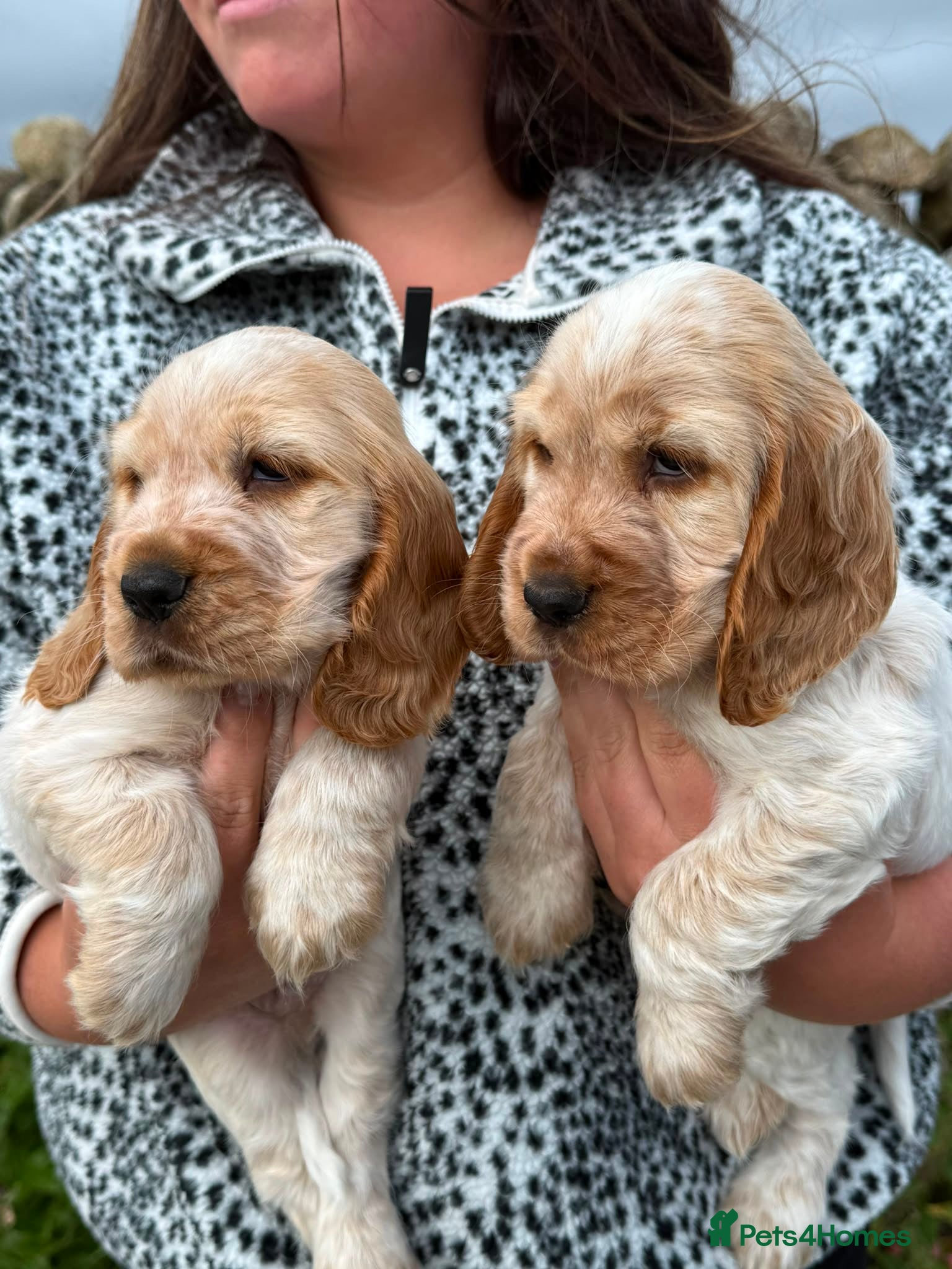 Cocker Spaniel dogs Kc show cocker spaniels  - Advert 11