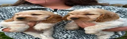 Cocker Spaniel dogs for sale: Kc show cocker spaniels  in Newry - Advert 2