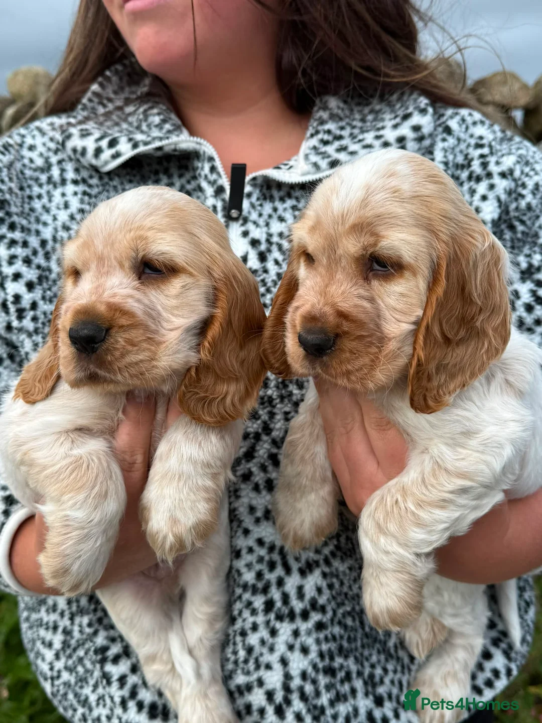 Cocker Spaniel dogs for sale: Kc show cocker spaniels  in Newry - Advert 2