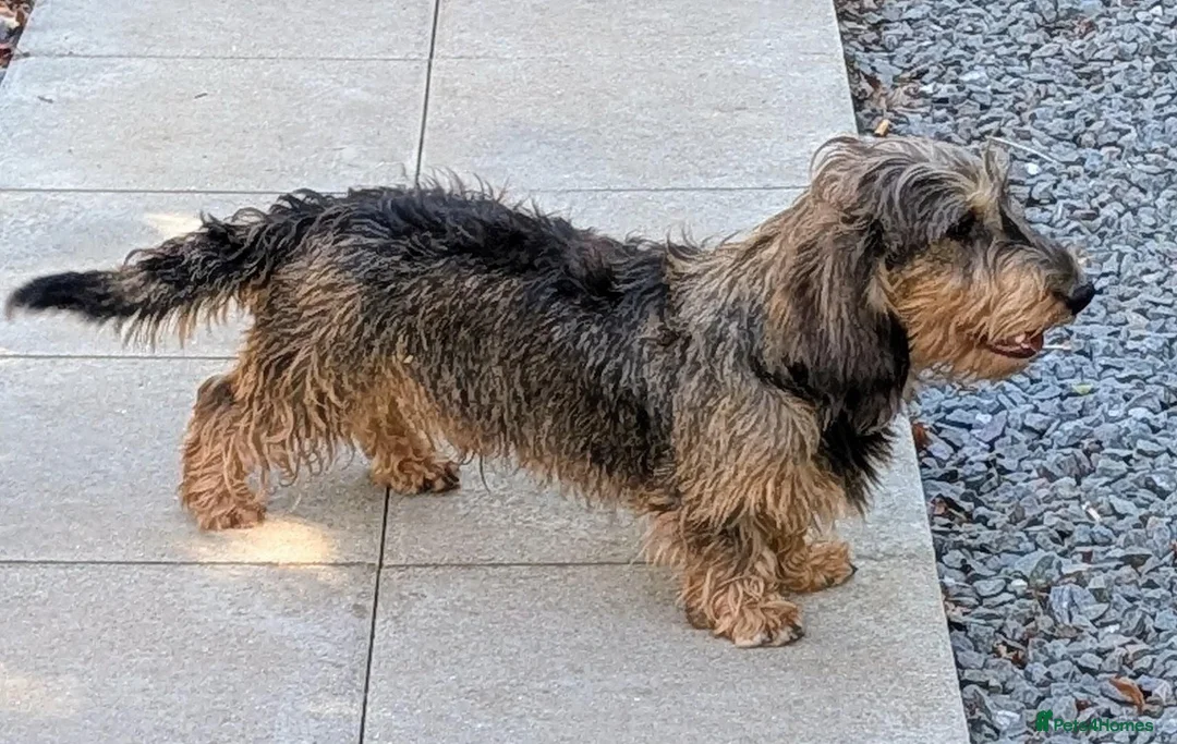 Dachshund dogs for stud: Kc Dachshund/Teckel Standard Wirehaired Stud - Advert 4