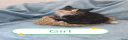 Mixed Breed cats for sale: Beautiful Kittens Videos in Barnsley - Advert 20
