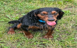 Cocker Spaniel dogs for stud: KC REGISTERED COCKER SPANIEL STUD in Worcester - Image 1