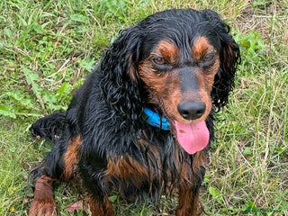 Cocker Spaniel dogs in Worcester - Advert 17