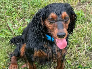 Cocker Spaniel dogs KC REGISTERED COCKER SPANIEL STUD in Worcester - Advert 16