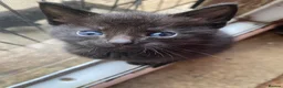 Mixed Breed cats for sale: Beautiful Kittens - Ready Now - Advert 9