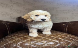 Cockapoo dogs for sale: Pedro f1 cockapoo  - Image 12