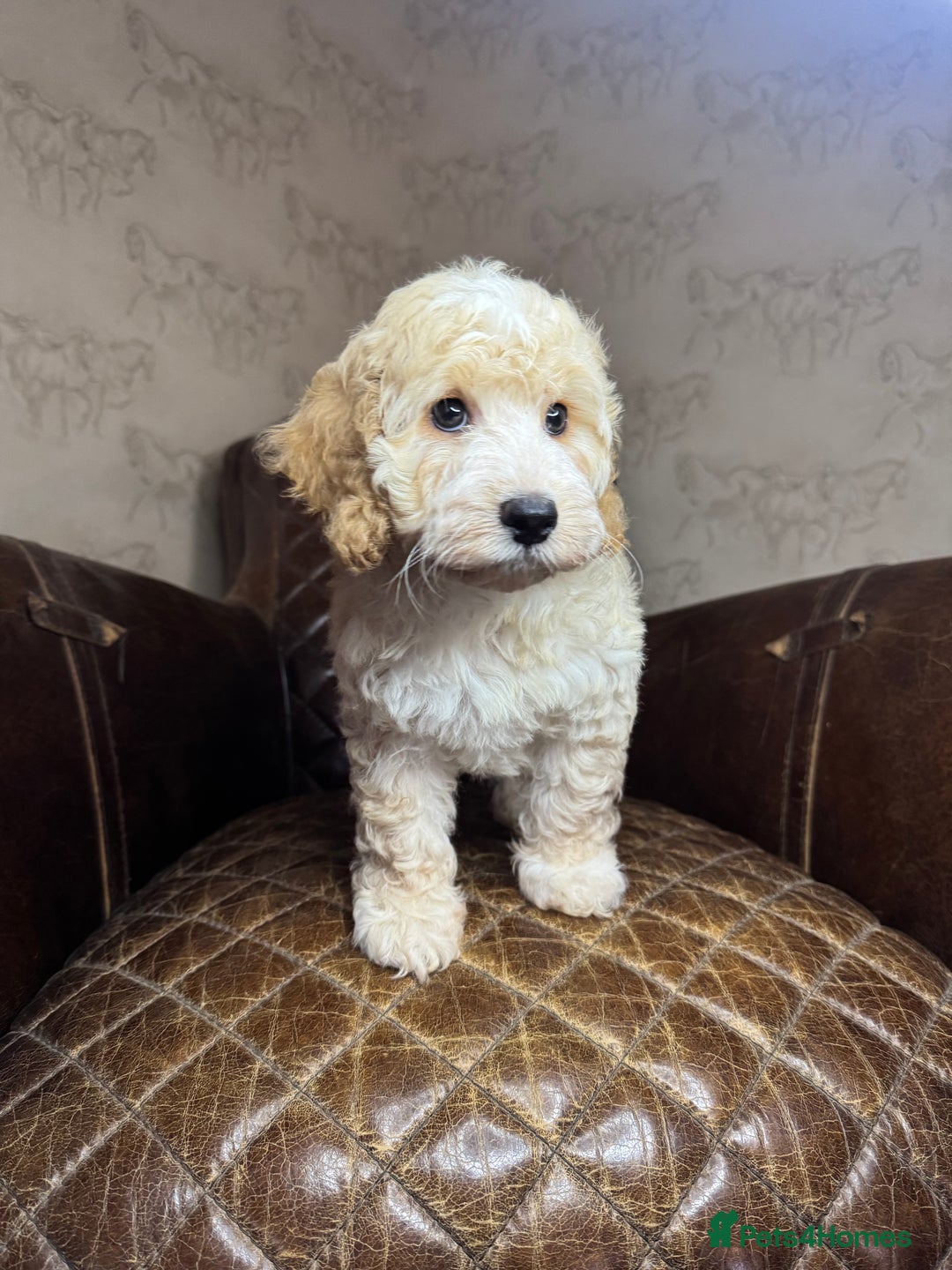Cockapoo dogs for sale: Pedro f1 cockapoo  - Image 12