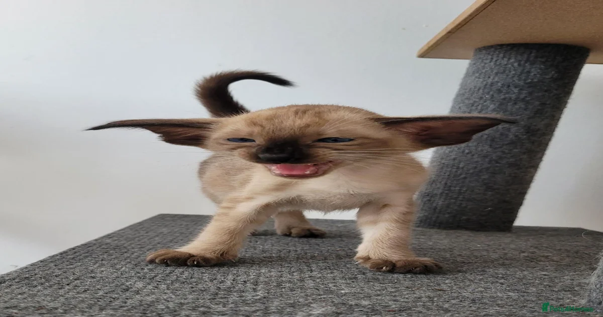Modern type Oriental/siamese kittens for sale in Ipswich | Pets4Homes