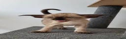 Oriental cats for sale: Modern type Oriental/siamese kittens  - Advert 1
