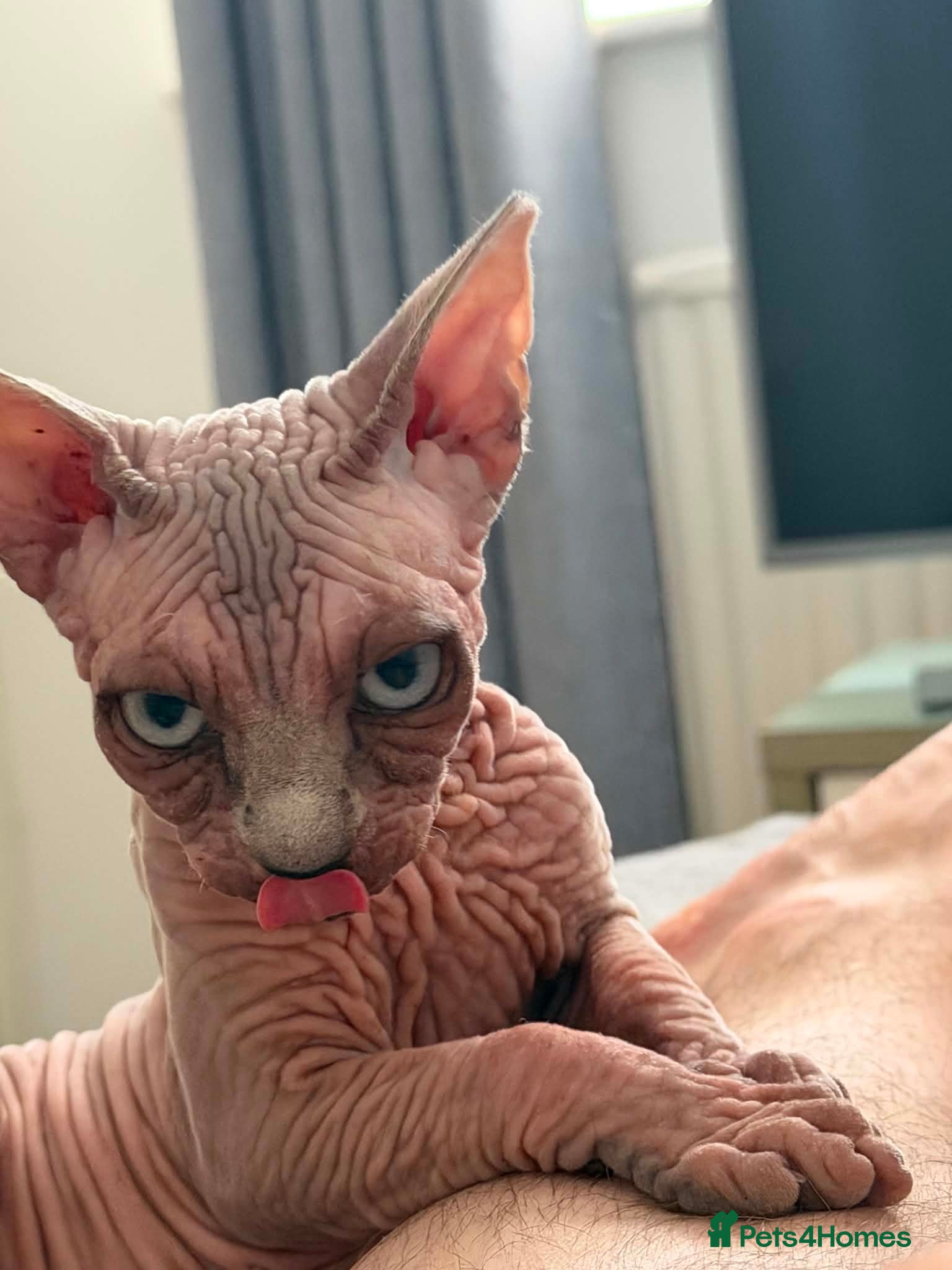 Sphynx cats Blue-Eyed Sphynx Girl /  TICA Reg - Advert 5