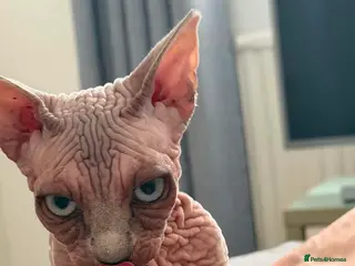 Sphynx cats Blue-Eyed Sphynx Girl / TICA Reg - Advert 5