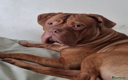 Mixed Breed dogs for sale: Urgent !! Dogue de bordeux Bruce  - Image 1