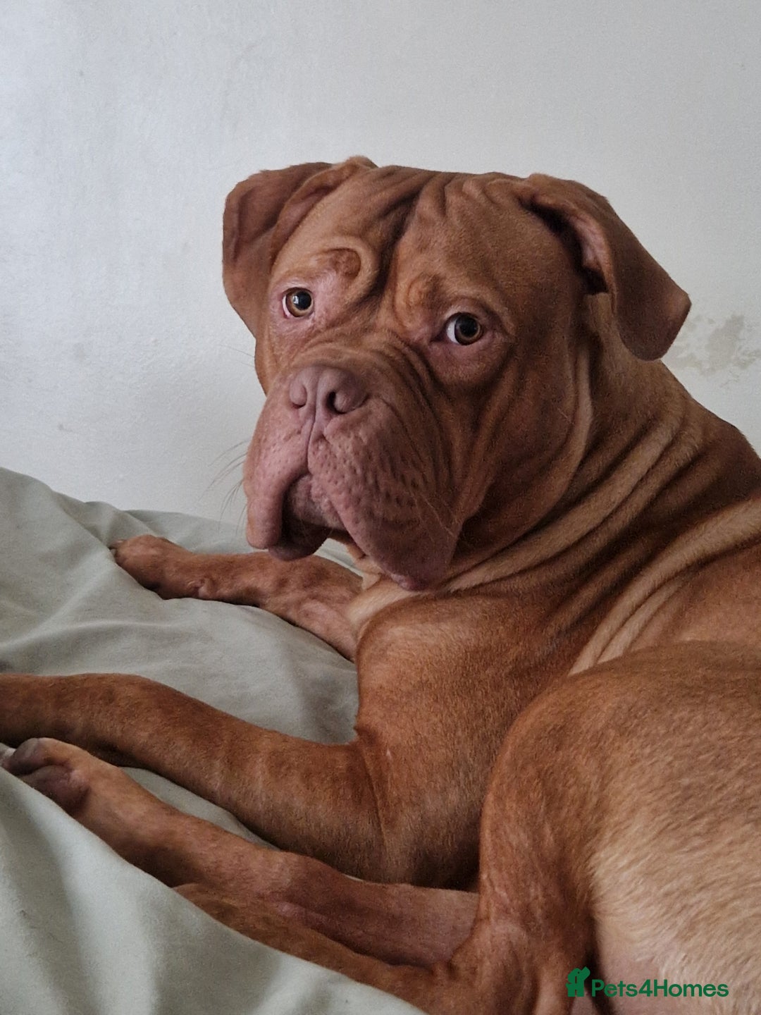 Mixed Breed dogs for sale: Urgent !! Dogue de bordeux Bruce  - Image 1