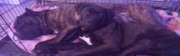Cane Corso dogs for sale:  ONLY UK LITTER  DYRIUM LINES  3 left 🖤  - Advert 10