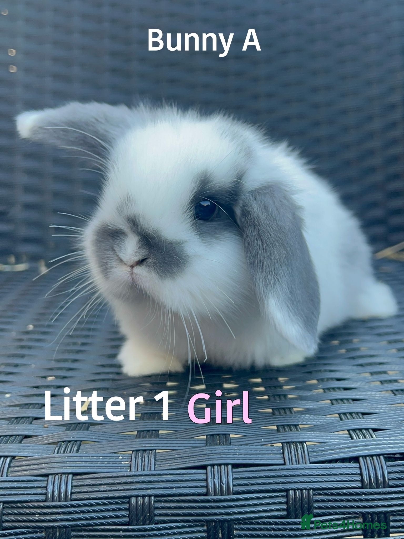 Mini Lop rabbits Baby Mini lops for sale  - Advert 4
