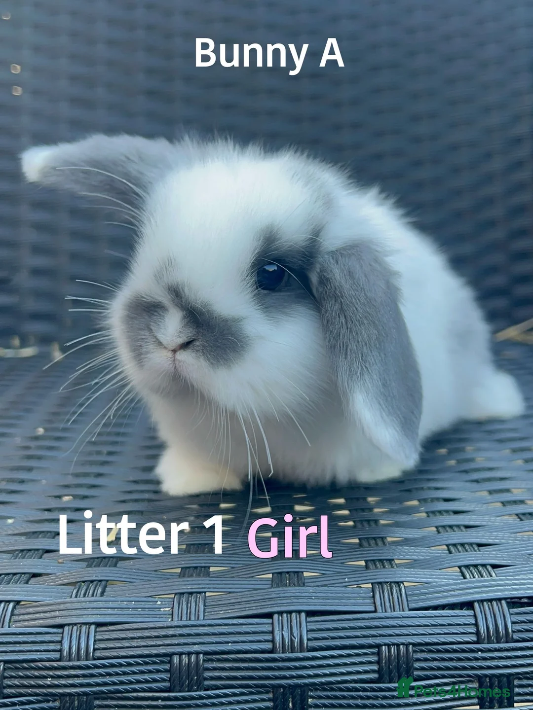 Mini Lop rabbits for sale: Baby Mini lops for sale  - Advert 1