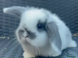 Mini Lop rabbits Baby Mini lops for sale - Advert 4