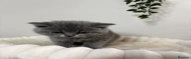 British Shorthair Kitten 3