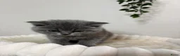British Shorthair cats for sale: British Shorthair Kittens in Coventry - Advert 4